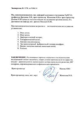 мозг мозг