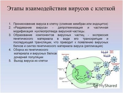 вирус вирус