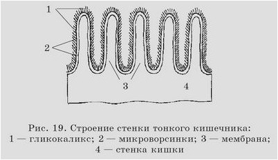 клетка