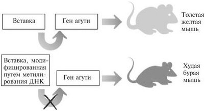 вирус вирус