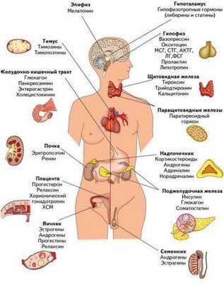 орган орган
