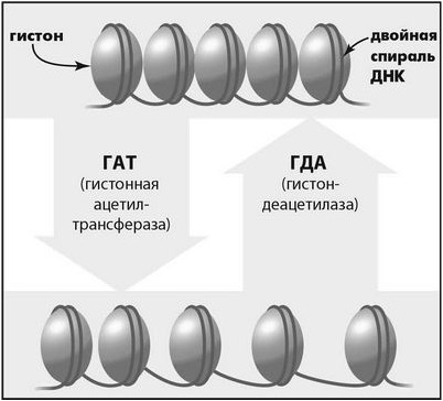 клетка клетка