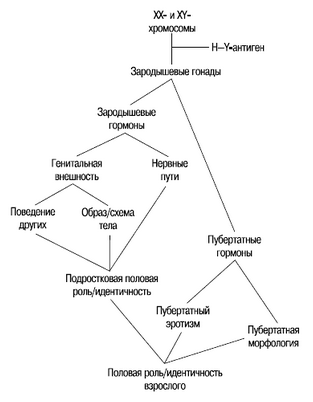 гормон гормон